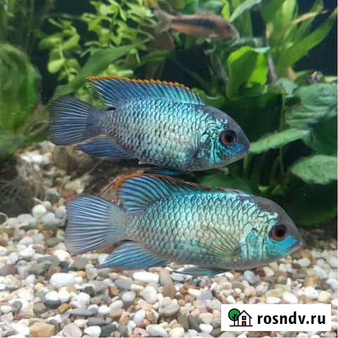 Наннакара неоновая Краснодар - изображение 1