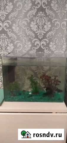 Аквариумные рыбки сомики Салават - изображение 1