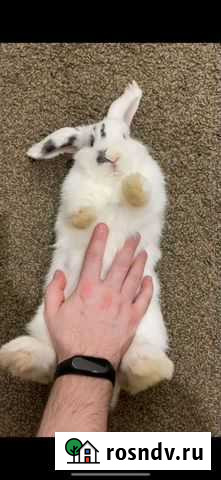 Декоративный кролик вислоухий Новосибирск - изображение 1