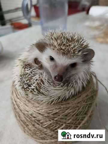 Африканский карликовый еж Таганрог - изображение 1