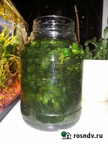 Полная банка роголистника Нижний Новгород - изображение 1