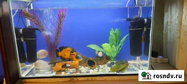 Аквариум с рыбками украшение Волгоград - изображение 1