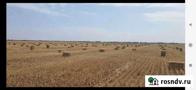 Сено солома в тюках, обмен крс-овец Палласовка - изображение 1
