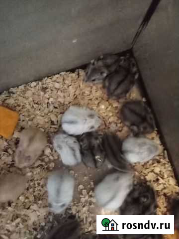 Джунгарские Хомячки Липецк - изображение 1