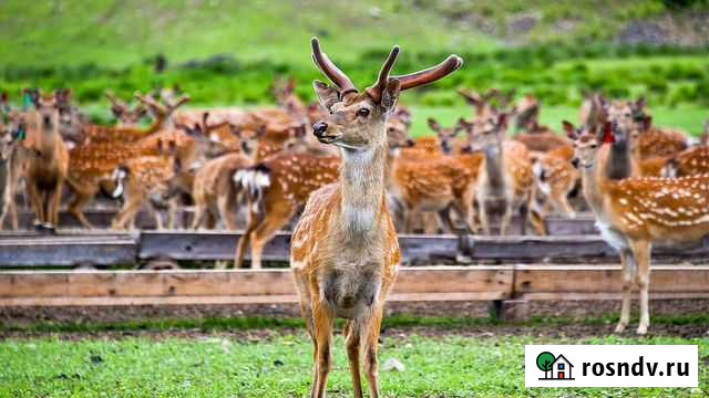Охота на пятнистого оленя вольерная Агеево - изображение 1