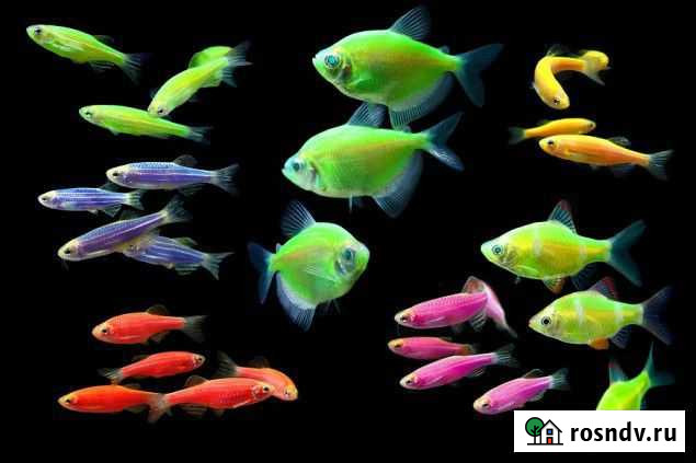 Тетра глофиш. Светящиеся. GloFish Воронеж - изображение 1