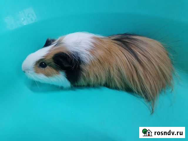 Морские свинки девочки Ростов-на-Дону - изображение 1