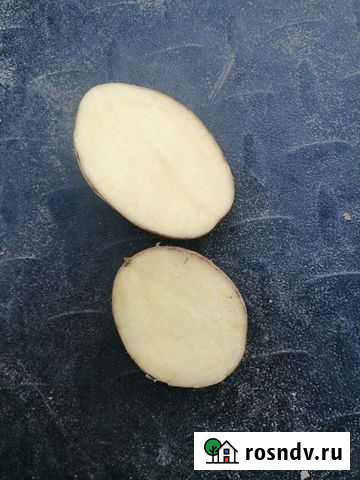 Картофель, лук Муром - изображение 1