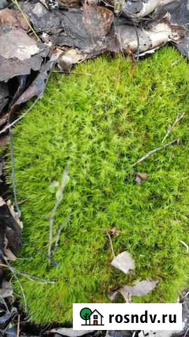 Ахатины,архахатины,древ.улитки.Мокрицы Москва - изображение 1