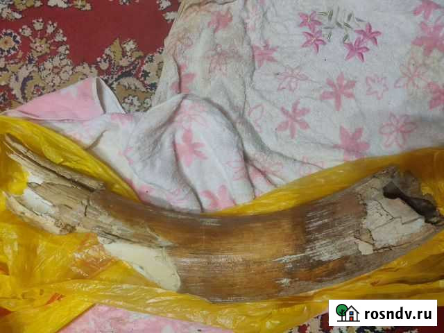 Бивень мамонта Старый Оскол - изображение 1