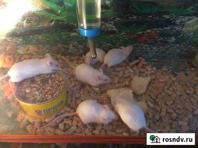 Мыши Миасс - изображение 1