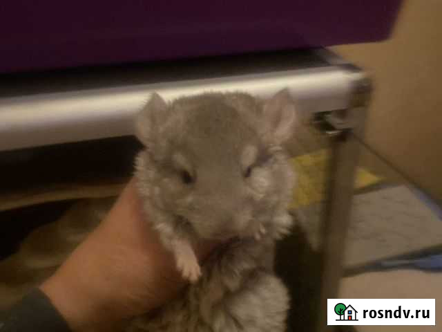 Шиншилла Москва - изображение 1