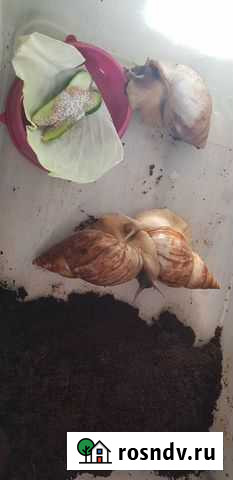 Улитки ахатины бесплатно Краснодар - изображение 1