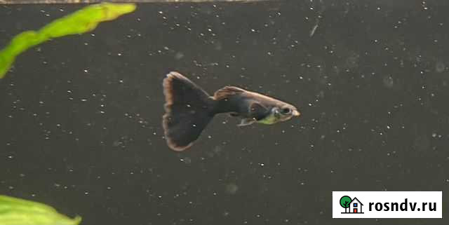 Рыбки Гуппи Чёрный принц Челябинск - изображение 1