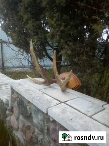 Рога оленя Калуга - изображение 1
