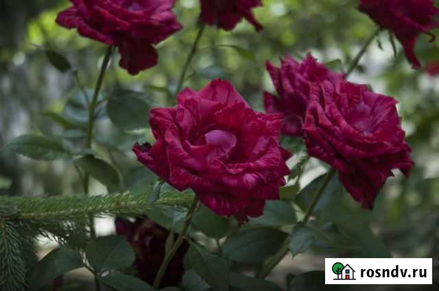 Nikon d70 body Ростов-на-Дону - изображение 1