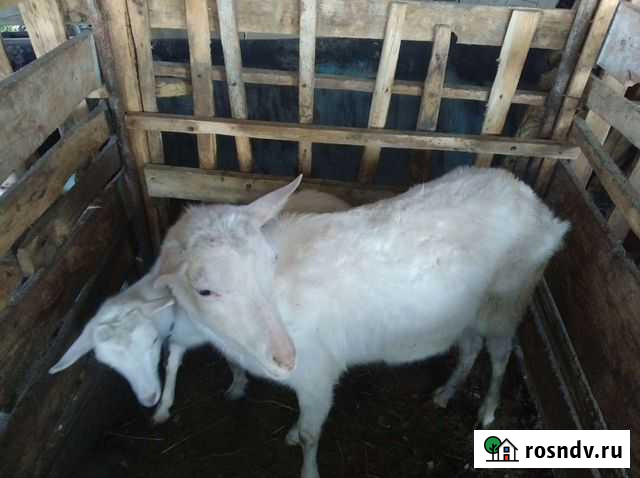 Козы дойные Махачкала - изображение 1