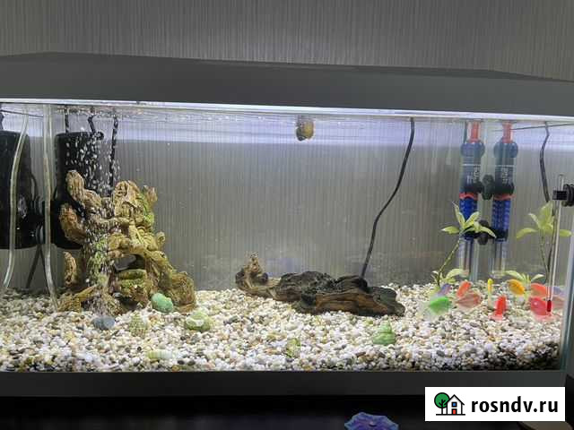 Аквариум Кемерово - изображение 1