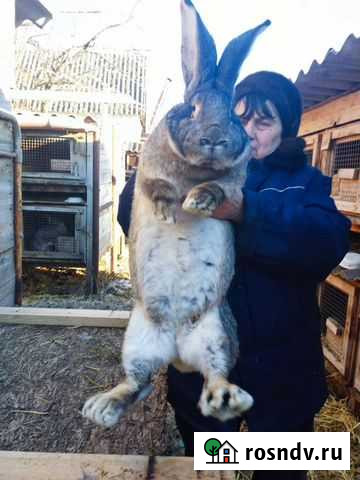 Кролики Белгород - изображение 1