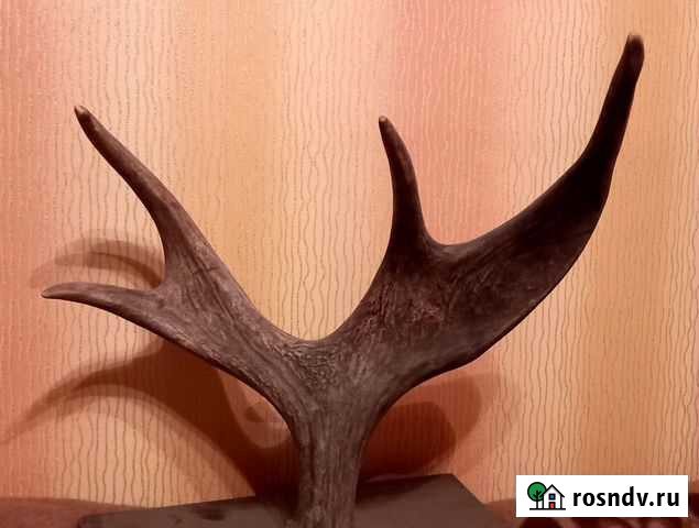 Рога лося Кострома - изображение 1