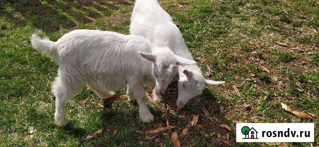 Козёл и коза Воткинск - изображение 1