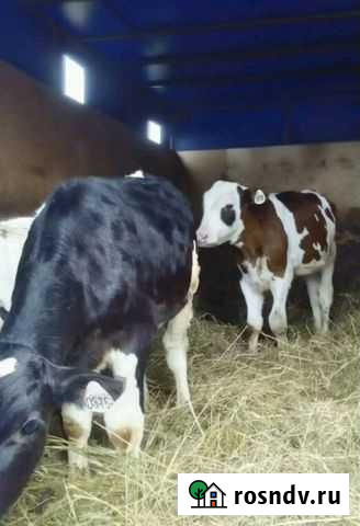 Бычки на откорма от 1 до 4х месяцев Орловский - изображение 1