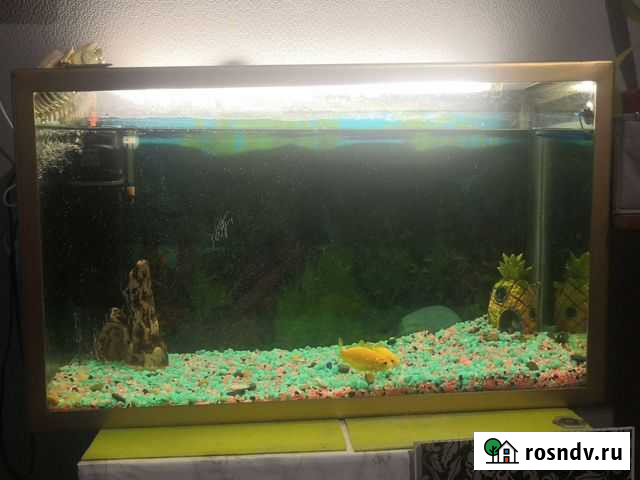 Аквариум и рыбки Норильск - изображение 1
