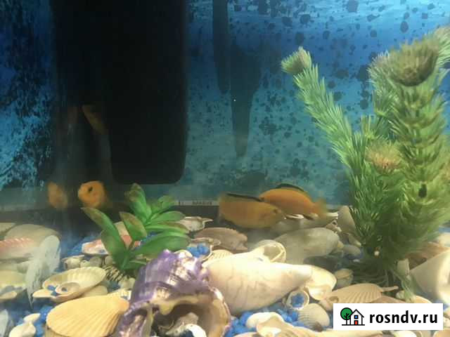 Живая рыба Самара - изображение 1