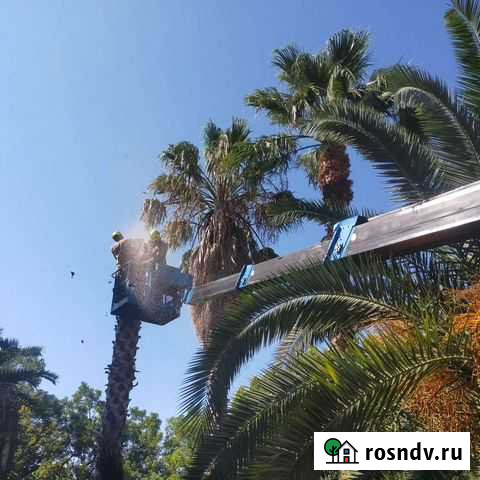 Спил деревьев кронирование санитарная обрезка разч Сочи - изображение 1