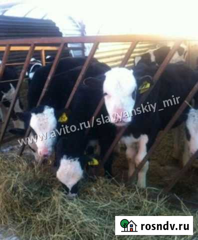 Бычки телята для откорма Новочеркасск - изображение 1