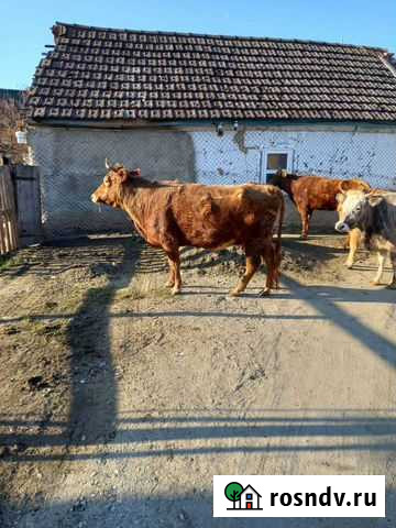 Коровы Дылым - изображение 1