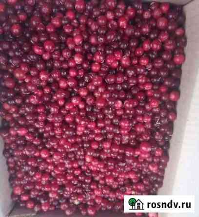 Клюква свеже замороженная дикая Краснодар