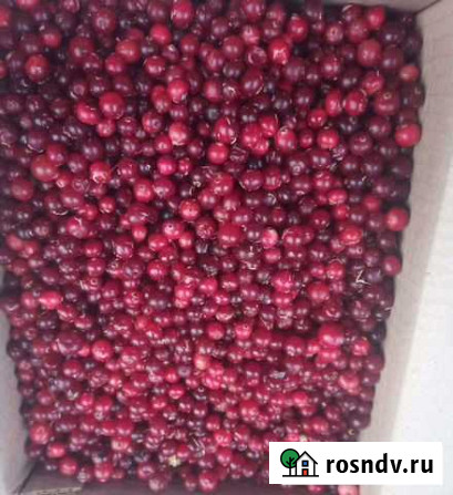 Клюква свеже замороженная дикая Краснодар - изображение 1