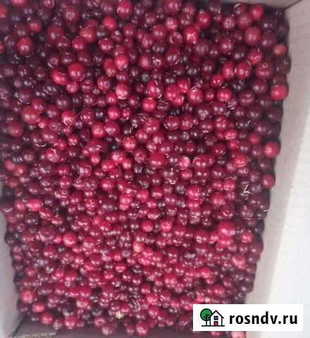 Клюква свеже замороженная дикая Краснодар - изображение 1