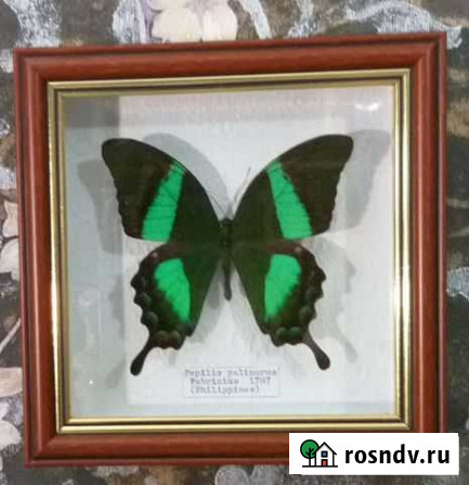 Бабочки в рамках Чебоксары - изображение 1