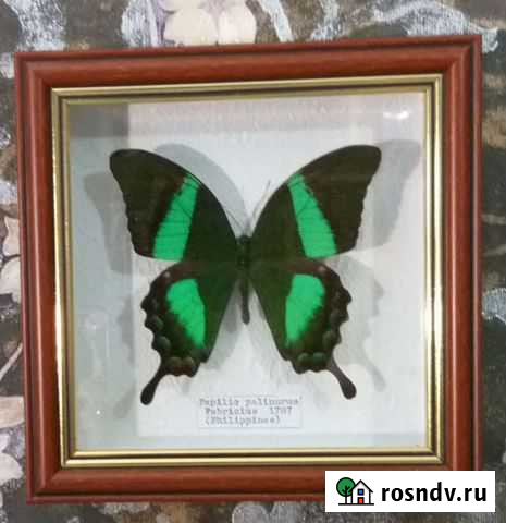 Бабочки в рамках Чебоксары - изображение 1