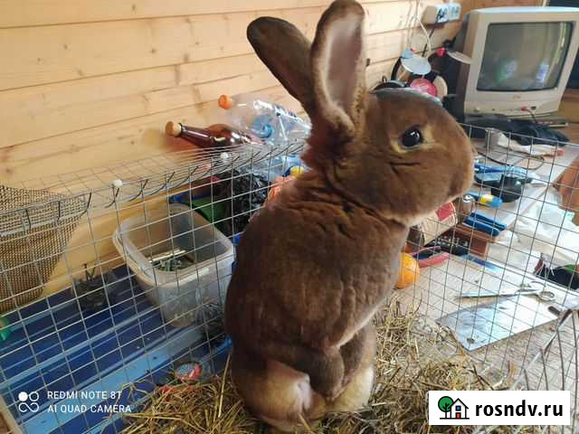 Кролики породы рекс черно огненные Калуга - изображение 1