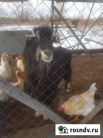Козёл окажет услуги Хабаровск - изображение 1