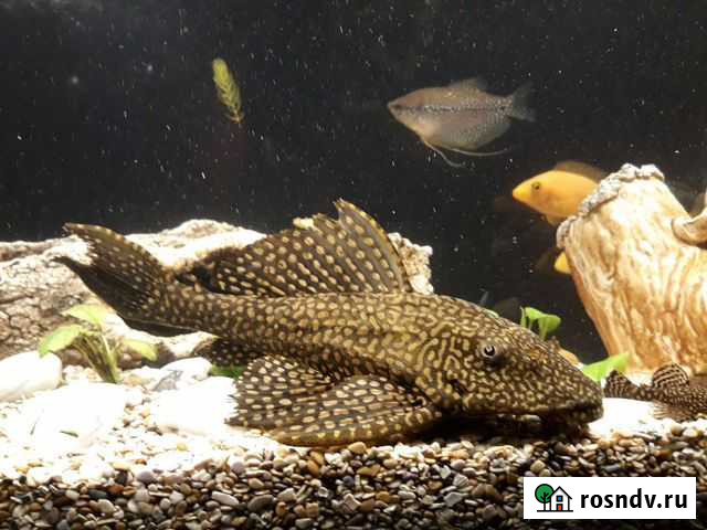 Птеригоплихт Парчовый сом Нижний Новгород - изображение 1