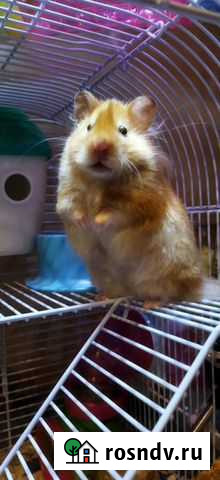 Сирийский хомяк Нижний Новгород - изображение 1
