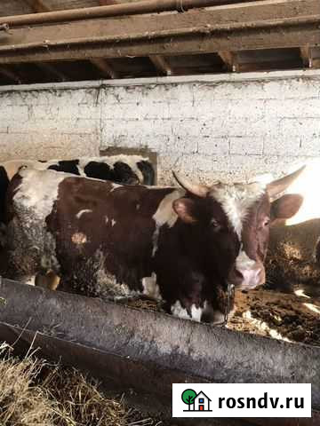 Быки на мясо Новомышастовская - изображение 1