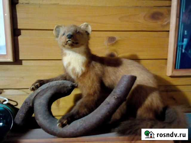 Чучело куницы Вологда - изображение 1