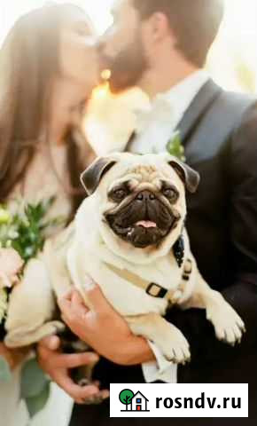 Фотосессия с собакой Нижнекамск - изображение 1