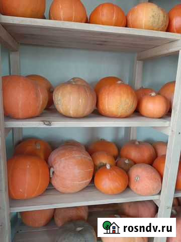 Тыква Омск - изображение 1