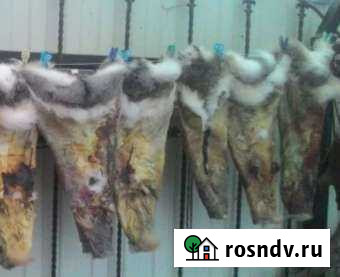 Шкуры зайца Благовещенск - изображение 1