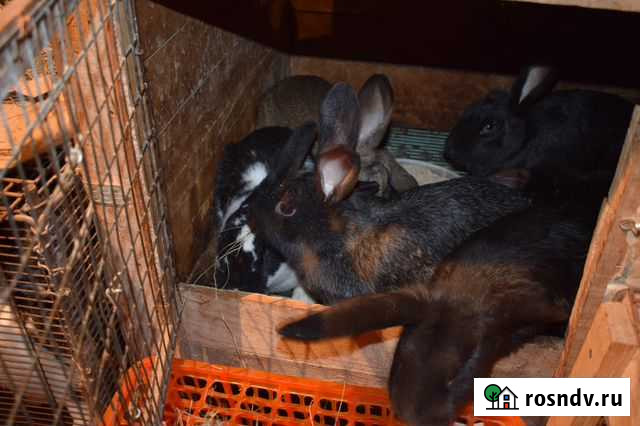 Продаются кролики Ливны - изображение 1