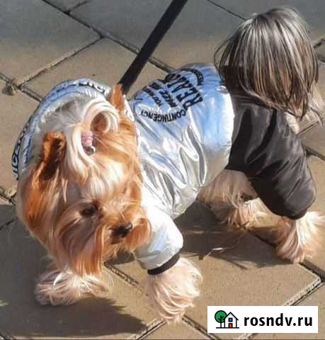 Зимний комбинезон для собак Прохладный - изображение 1