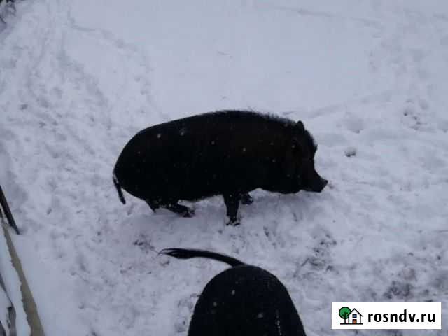 Вьетнамский хряк Березовский - изображение 1