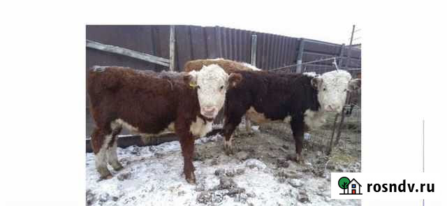 Бычки и быки Белореченск - изображение 1