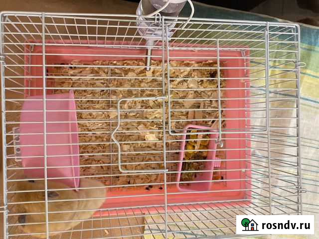 Клетка для грызунов Ростов-на-Дону - изображение 1